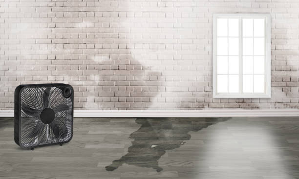 Best Local water damage restoration  in Chester, PA
